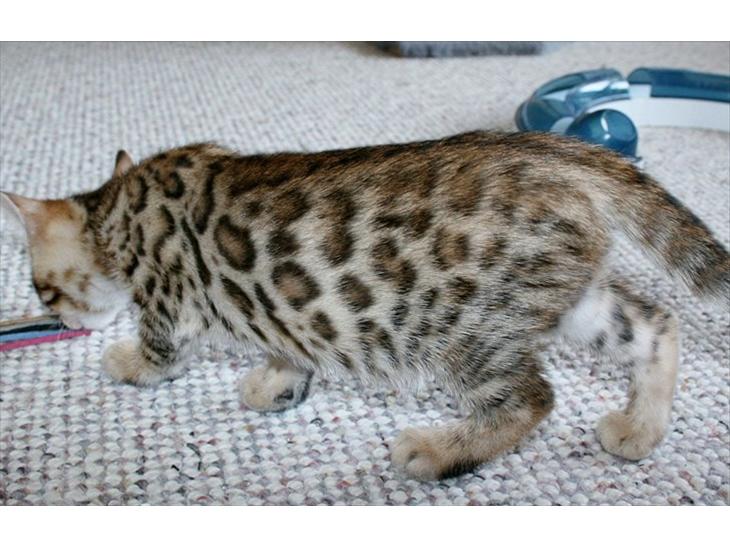 Bengal Miss Dior billede 1