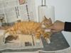 Norsk Skovkat Garfield [ Himmelkat]