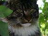 Maine Coon Hannibal Valentin