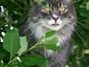 Maine Coon Arnold