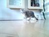 Maine Coon Diva
