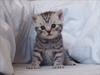 British Shorthair DK*Avalanta's Bailey