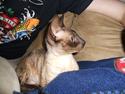 Cornish Rex Shangri-La Pyrrah "Ayla"