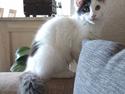 Maine Coon Gaia *R.I.P.*