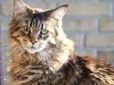Maine Coon Tabby