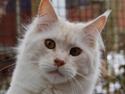 Maine Coon Tickle Me