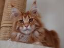 Maine Coon Thor