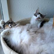 Maine Coon DK Krammekatten Olivia PP