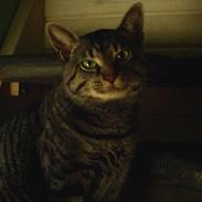 Blanding af racer Charlie Chan