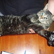 Blanding af racer Charlie Chan