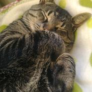 Blanding af racer Charlie Chan