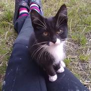 Huskat Blackie