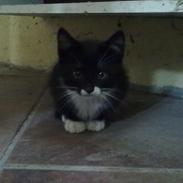 Huskat Blackie