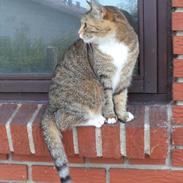 Blanding af racer ~Mille *min*<3