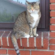 Blanding af racer ~Mille *min*<3