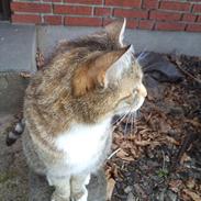 Blanding af racer ~Mille *min*<3