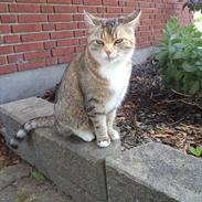 Blanding af racer ~Mille *min*<3