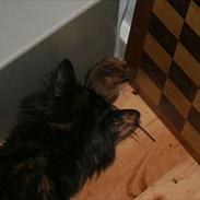 Blanding af racer Langhår