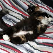 Blanding af racer Langhår