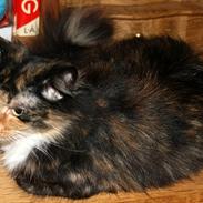 Blanding af racer Langhår