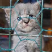 Maine Coon Kielstrup´s Mokai R.I.P