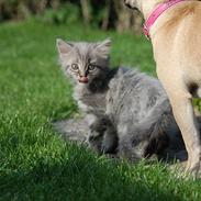 Maine Coon Kielstrup´s Mokai R.I.P