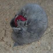 Maine Coon Kielstrup´s Mokai R.I.P