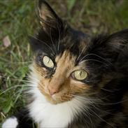 Blanding af racer Langhår