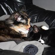 Blanding af racer Langhår