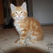 Maine Coon Dk Skovlycoon Thor