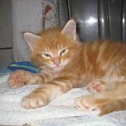 Maine Coon Dk Skovlycoon Thor