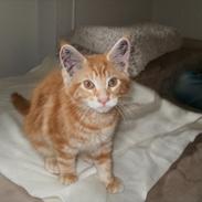 Maine Coon Dk Skovlycoon Thor