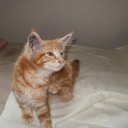 Maine Coon Dk Skovlycoon Thor