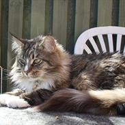 Maine Coon Hopeless Tribes Qato