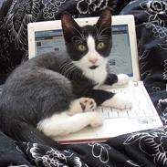 Blanding af racer Prinsesse Mille