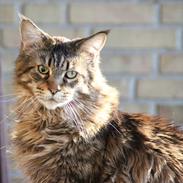 Maine Coon Tabby