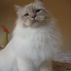 Hellig Birma Pure Silks Bounty