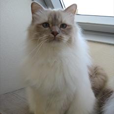 Hellig Birma Pure Silks Bounty