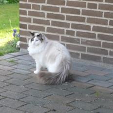 Ragdoll Den maskerede hævner