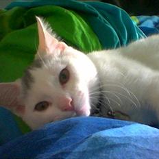 Blanding af racer Snowie