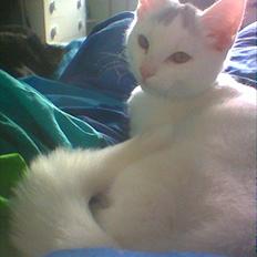 Blanding af racer Snowie