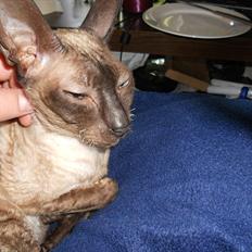 Cornish Rex Shangri-La Pyrrah "Ayla"