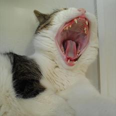 Huskat pjevs (min mors)