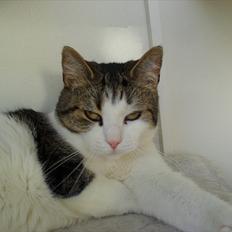 Huskat pjevs (min mors)