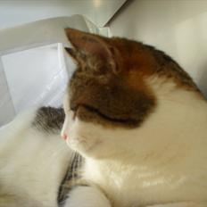 Huskat pjevs (min mors)