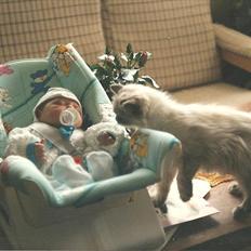 Colorpoint Snyfte <3 R.I.P.