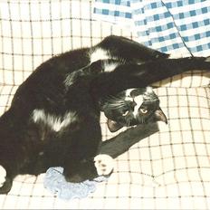 Huskat Pjævs (Politibajtenden) <3 R.I.P.