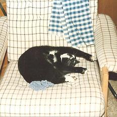 Huskat Pjævs (Politibajtenden) <3 R.I.P.