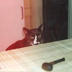 Huskat Pjævs (Politibajtenden) <3 R.I.P.