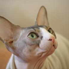 Sphynx Arabo Milas Kepinas